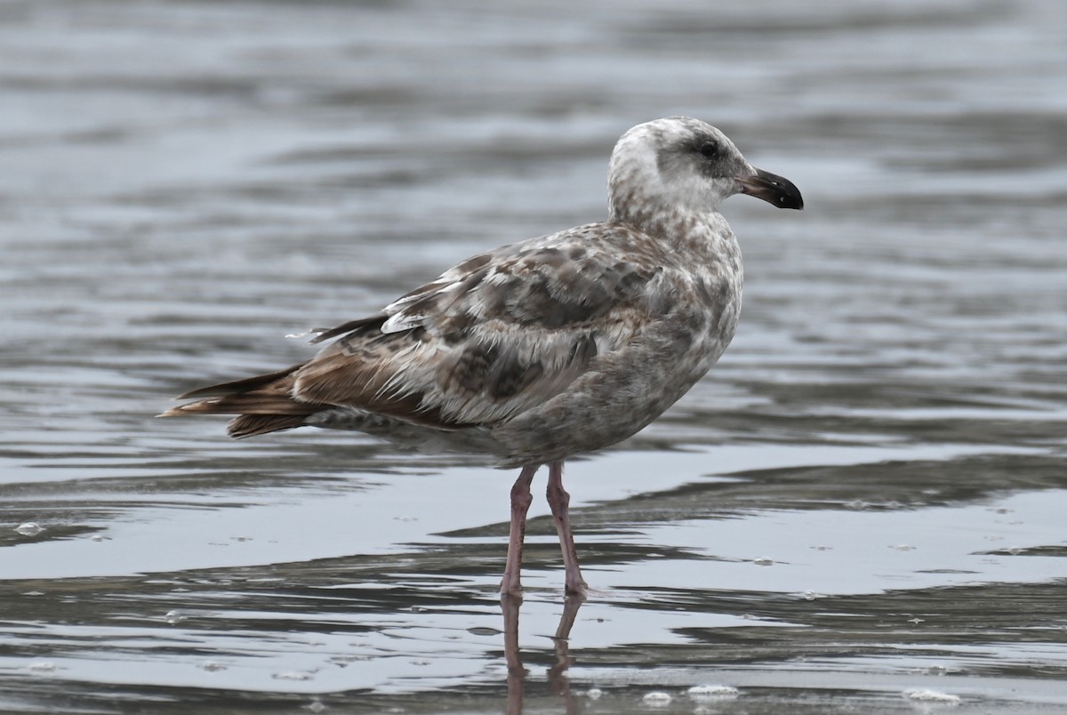 Western Gull - ML609555746