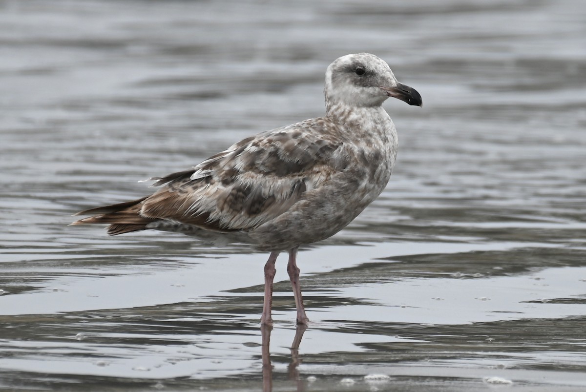 Western Gull - ML609555747