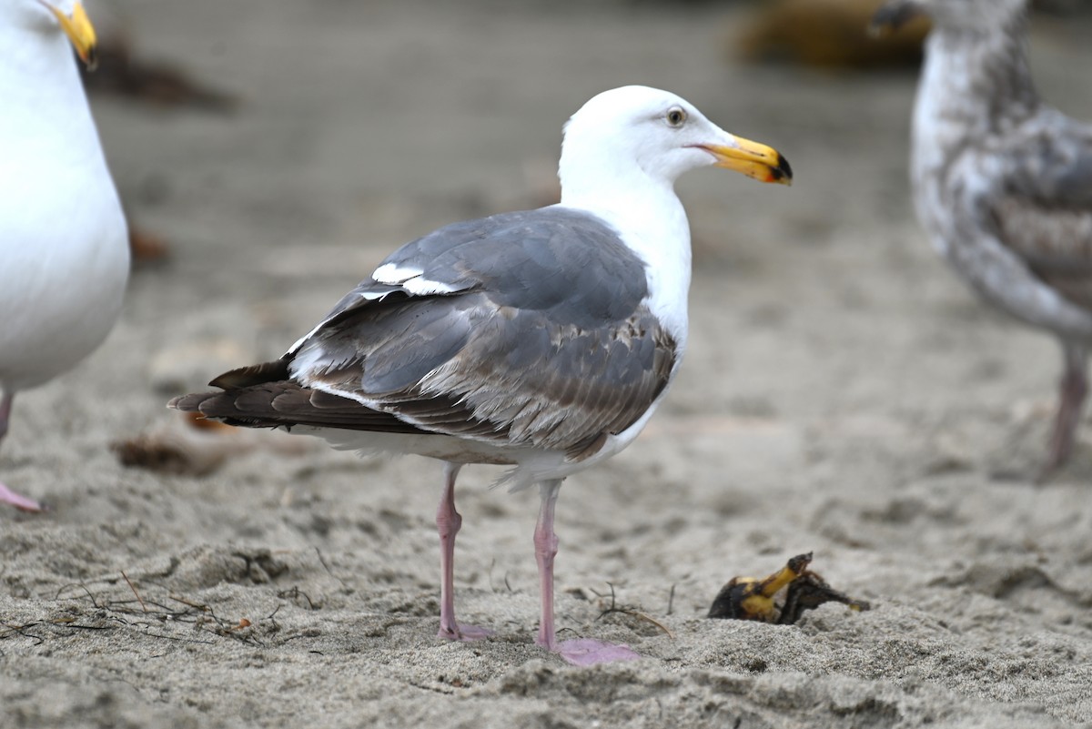 Gaviota Occidental - ML609555748