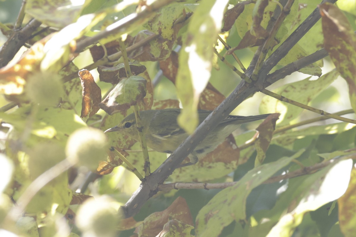 Tennessee Warbler - Ann Mattamana