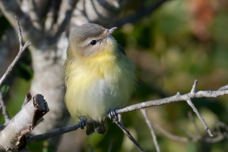 Philadelphia Vireo - Andy Wilson