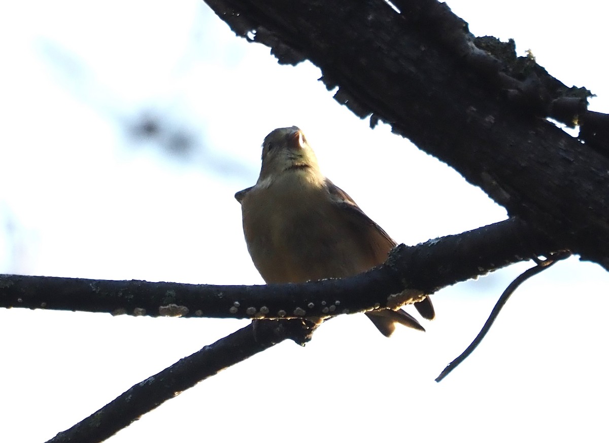 American Goldfinch - ML609556007