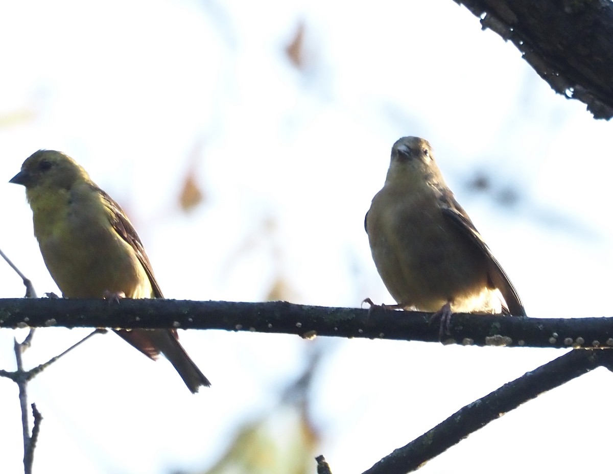 American Goldfinch - ML609556008