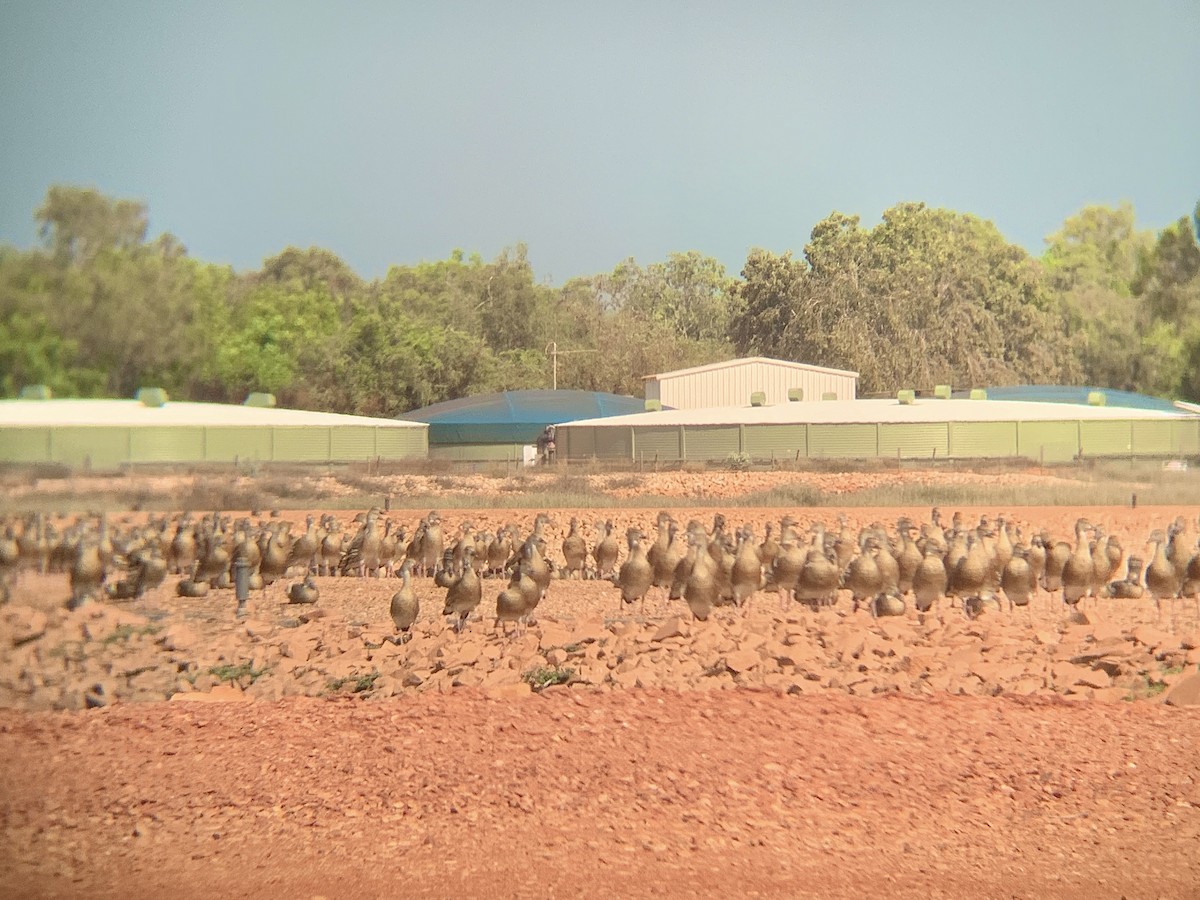 Plumed Whistling-Duck - E . V