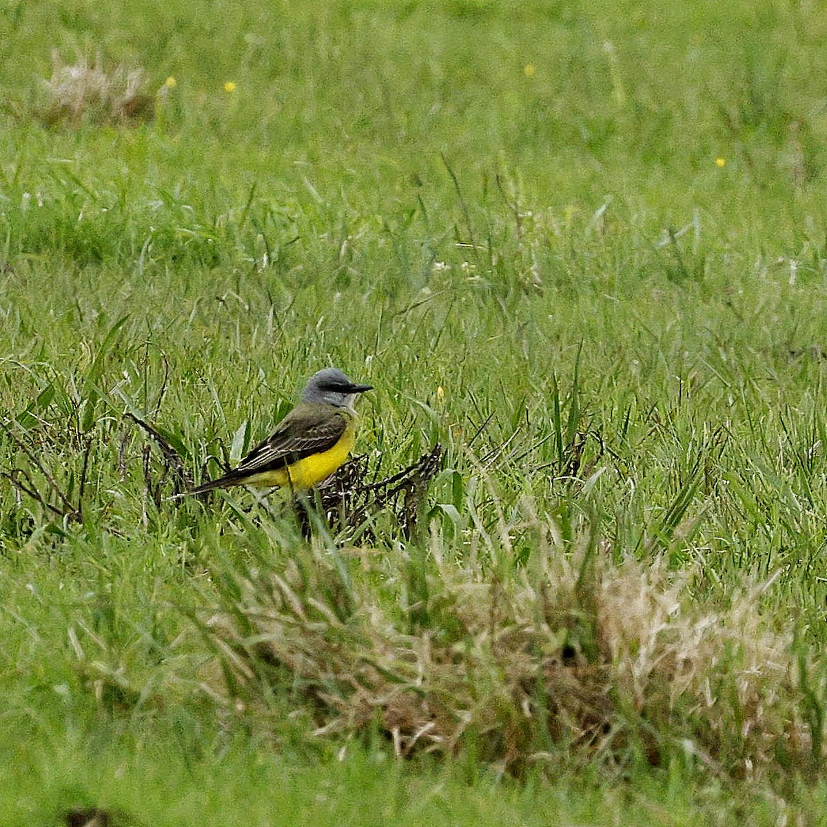 Tropical Kingbird - ML609556199