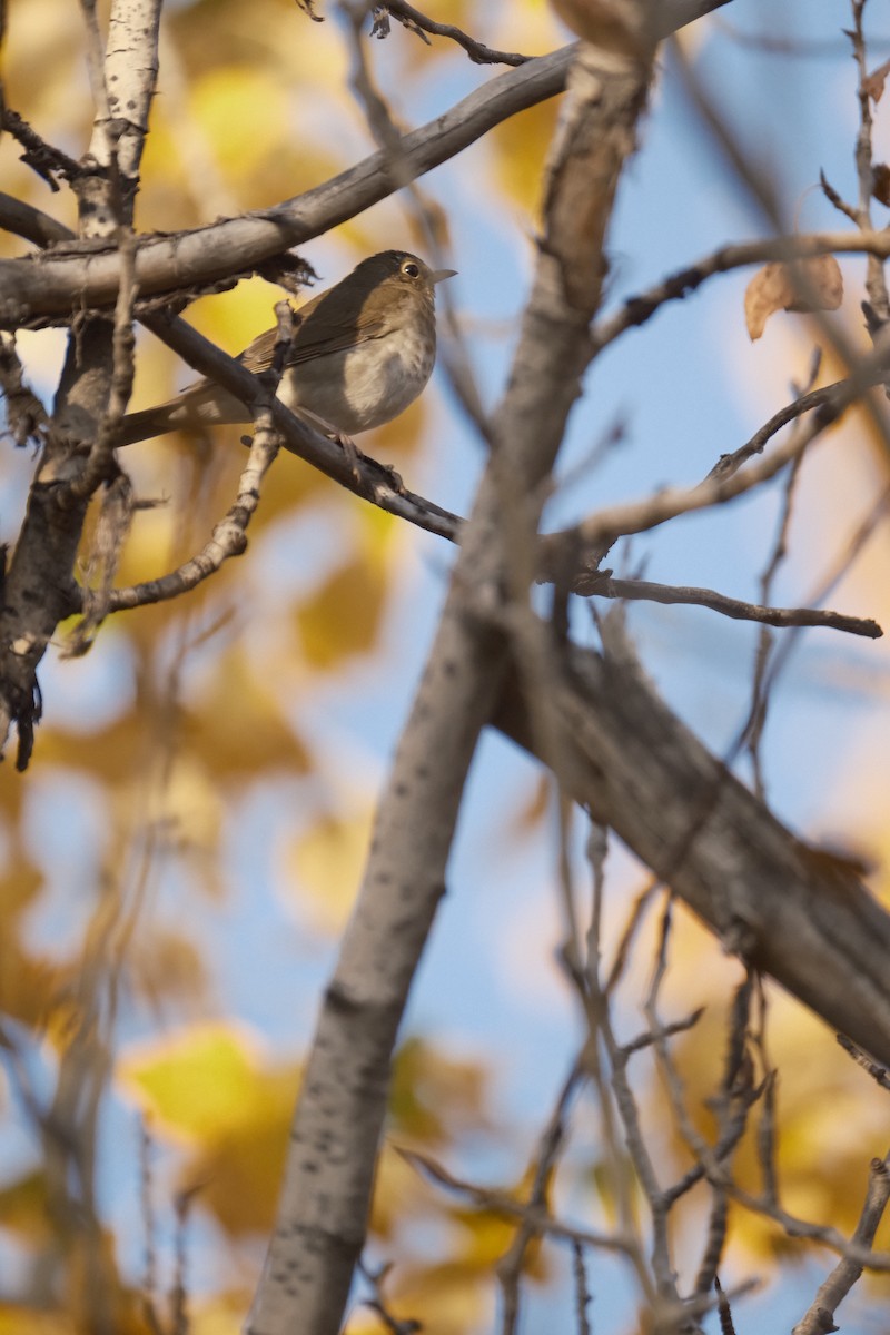 Swainson's Thrush - Matt Wallace