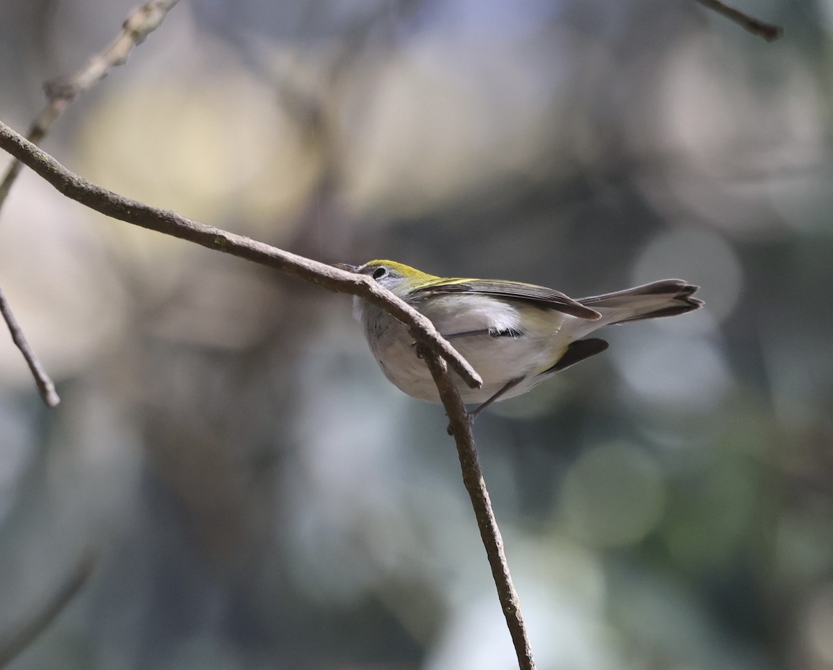 Chestnut-sided Warbler - ML609556267