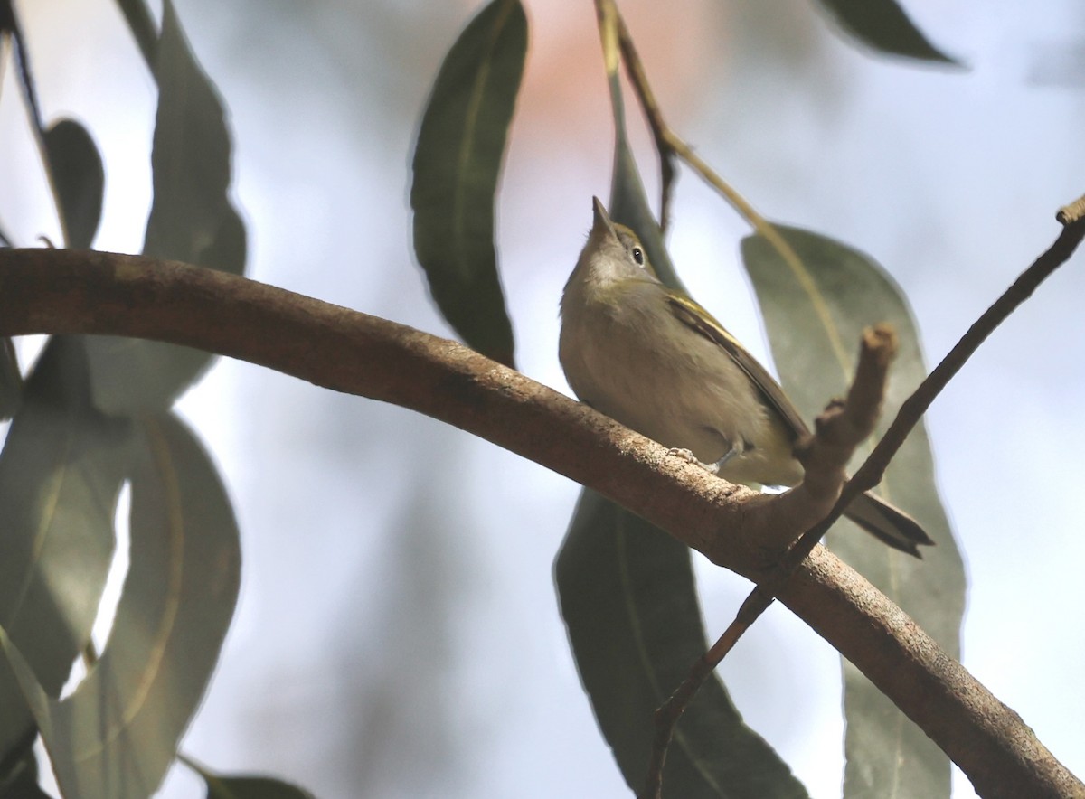 Chestnut-sided Warbler - ML609556292