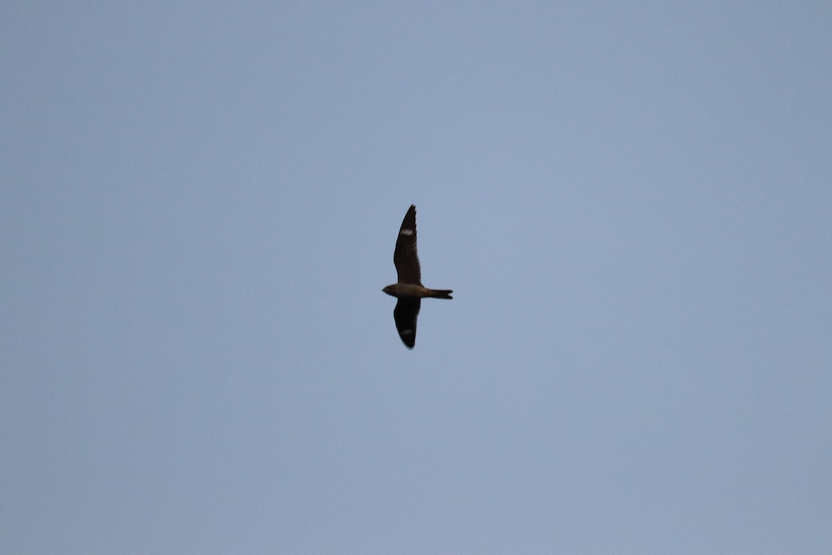 Common Nighthawk - ML609556329