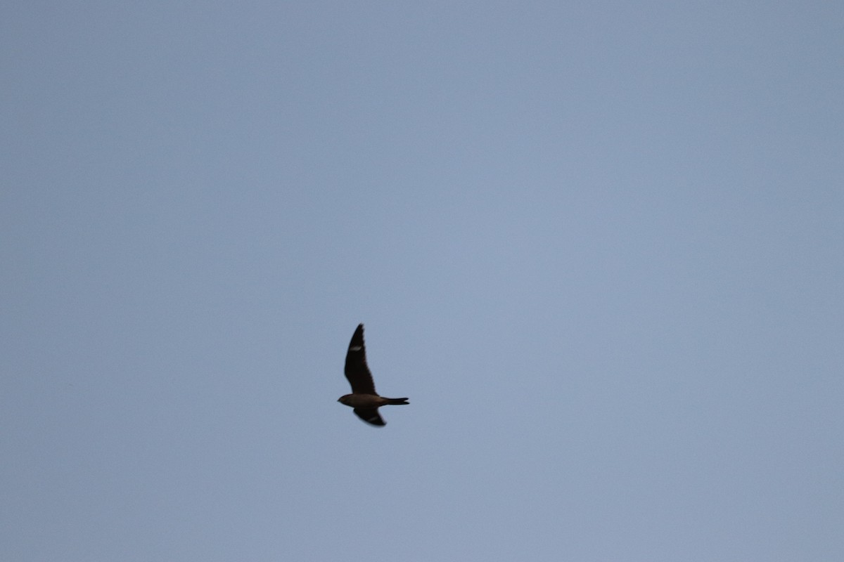 Common Nighthawk - ML609556338