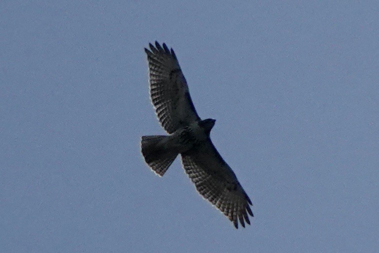 Red-tailed Hawk - ML609556386