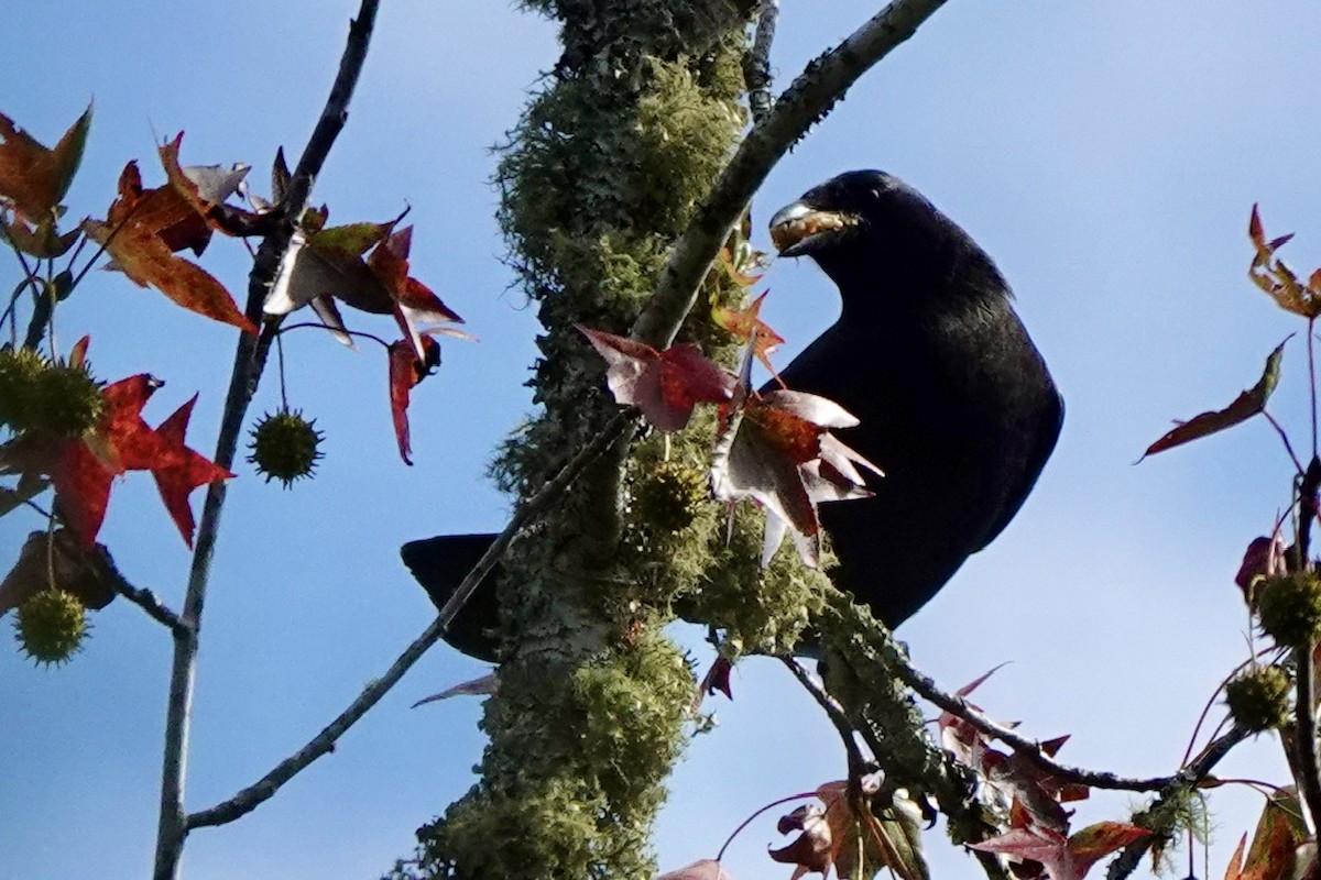 American Crow - Fleeta Chauvigne