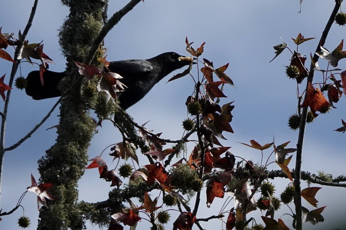 American Crow - Fleeta Chauvigne