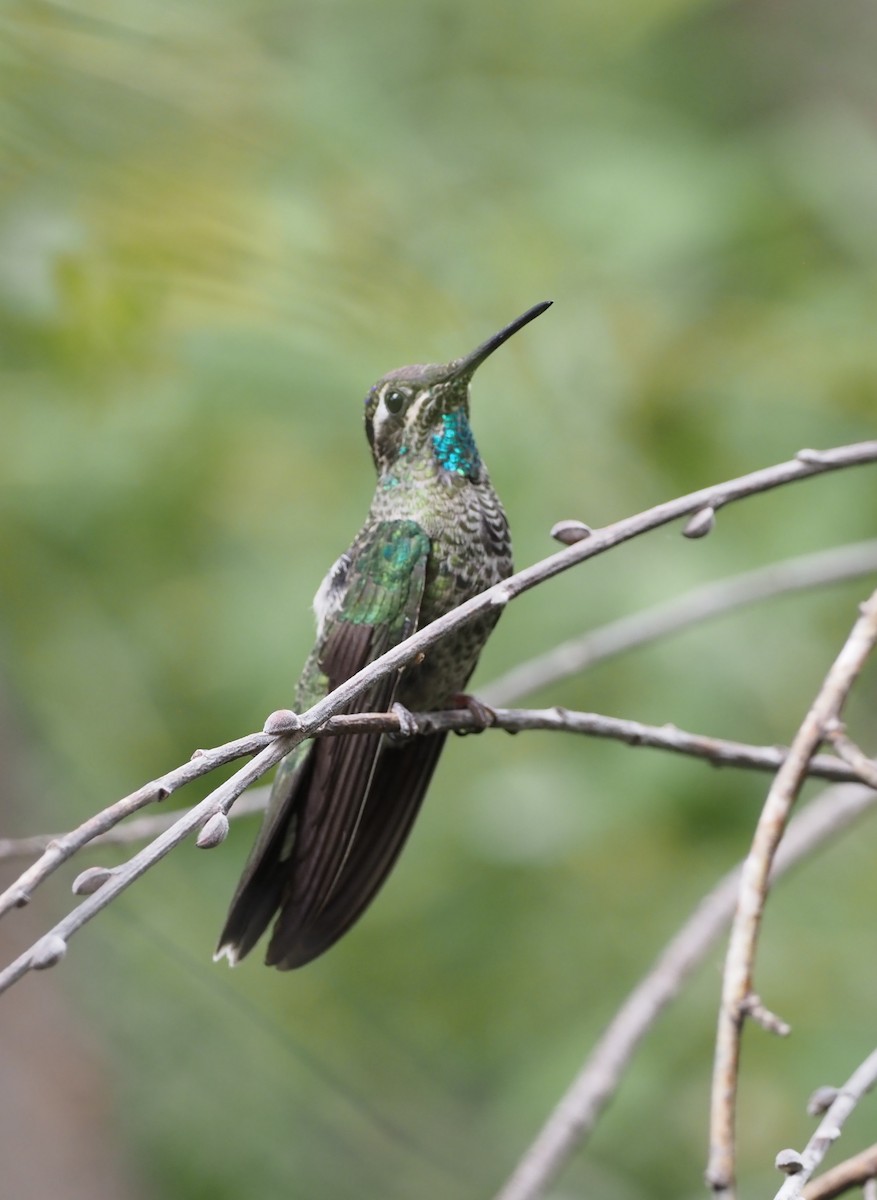 Rivoli's Hummingbird - Rosario Douglas