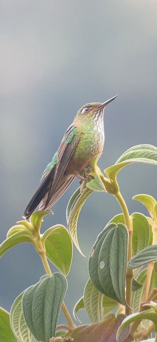 kolibřík ostrozobý - ML609556452
