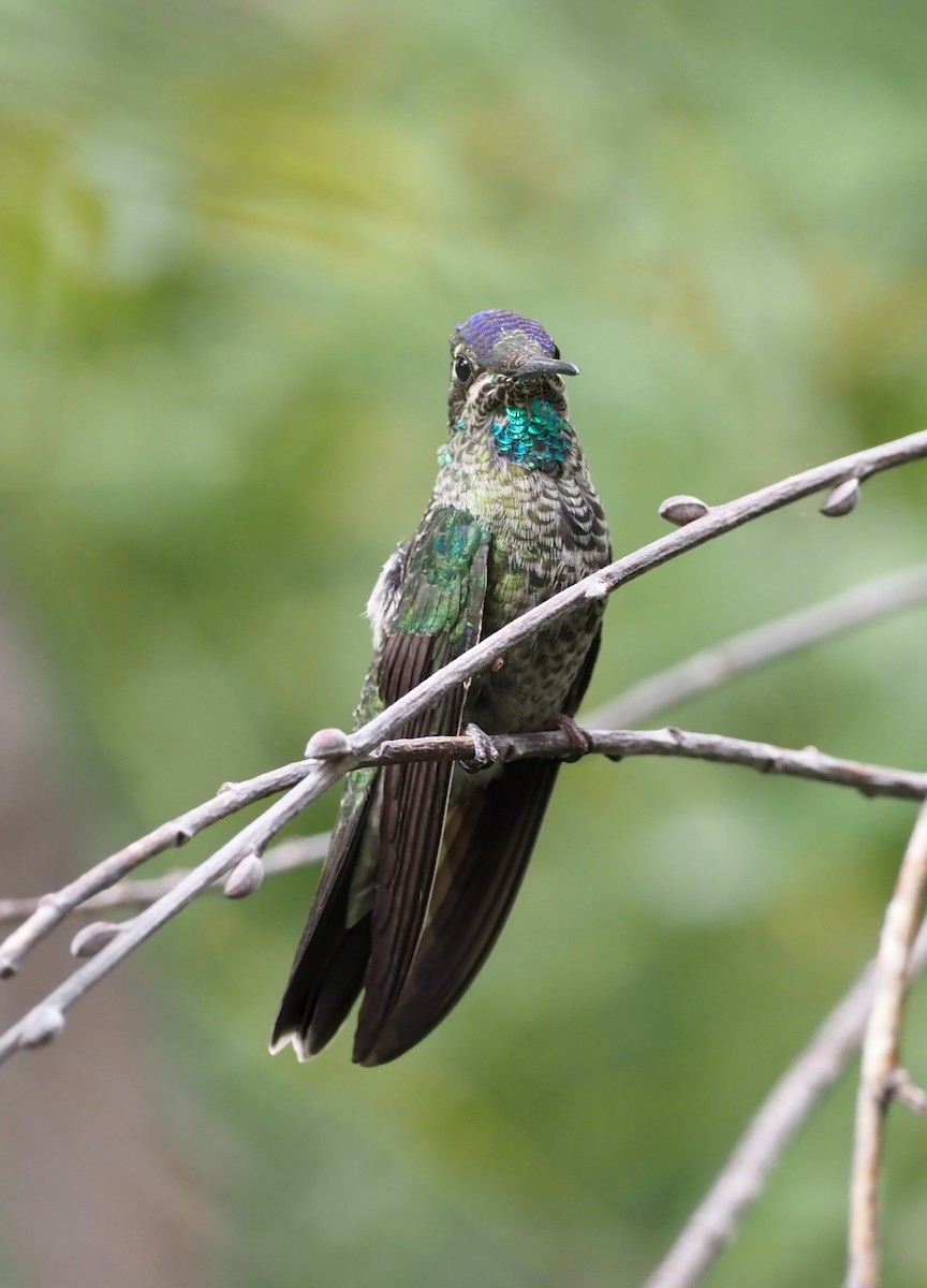 Rivoli's Hummingbird - Rosario Douglas