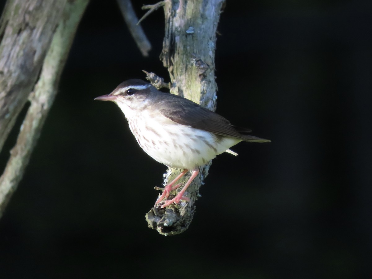 Louisiana Waterthrush - ML609556587