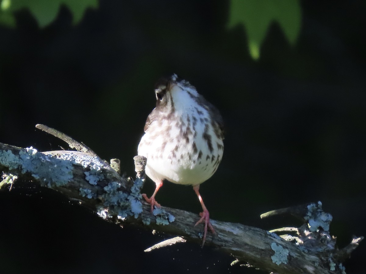 Louisiana Waterthrush - ML609556589