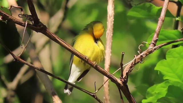 Blue-winged Warbler - ML609556599