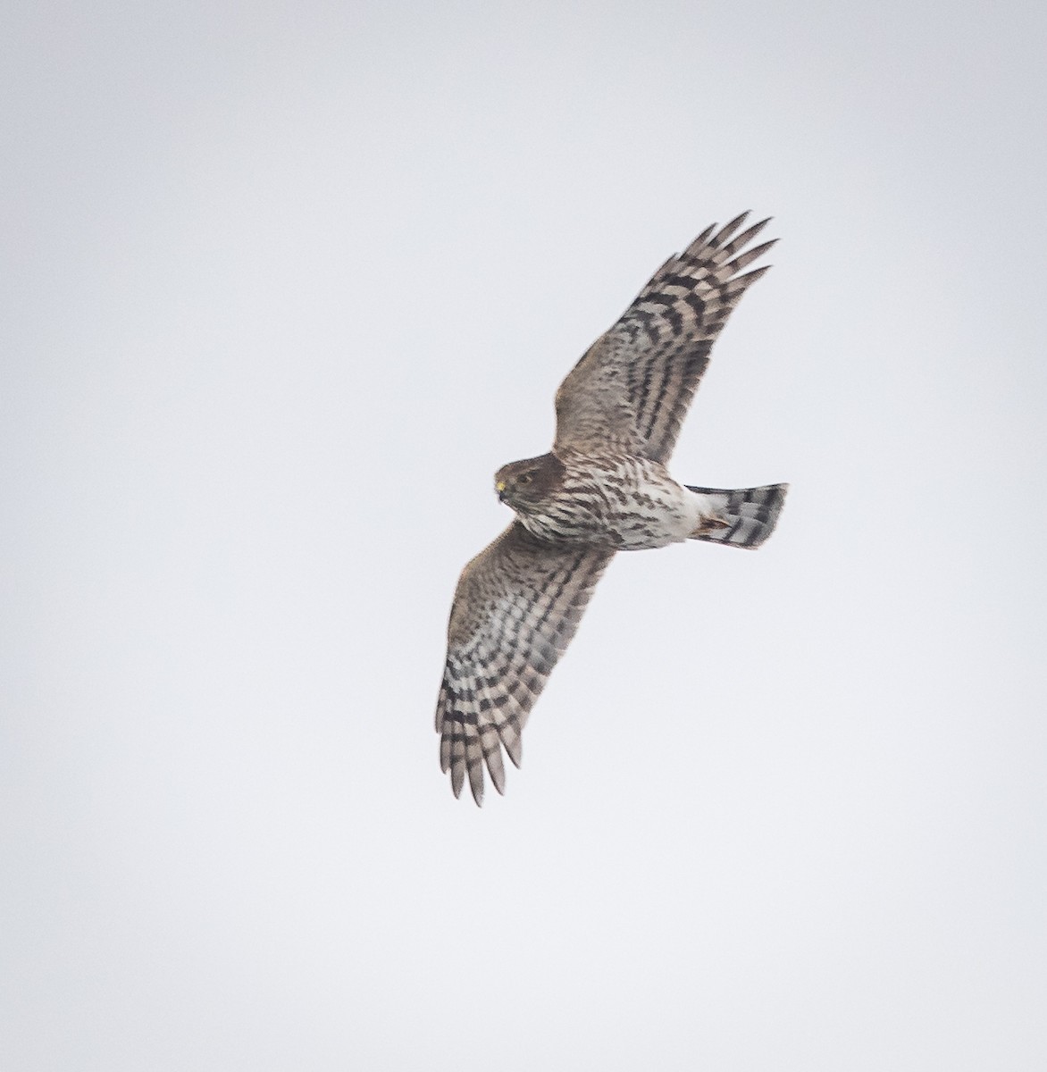 Sharp-shinned Hawk - ML609556615