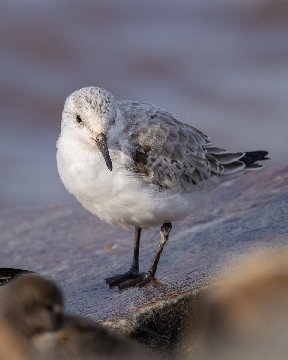 Bécasseau sanderling - ML609556618