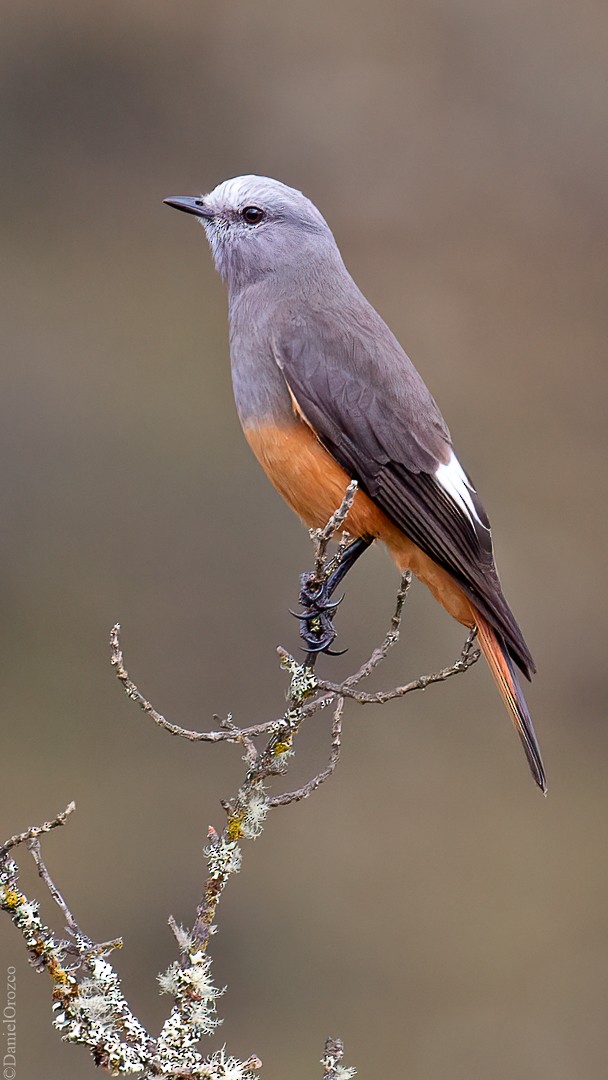 Red-rumped Bush-Tyrant - ML609556623