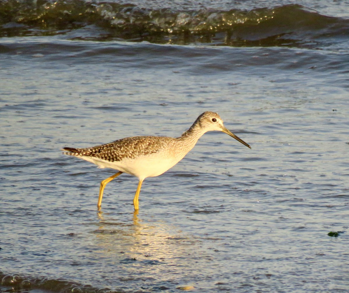 Greater Yellowlegs - ML609556634