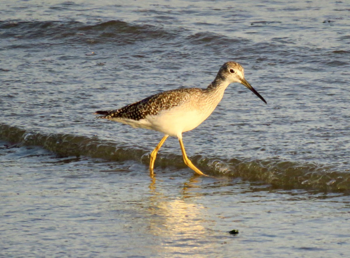 Greater Yellowlegs - ML609556635