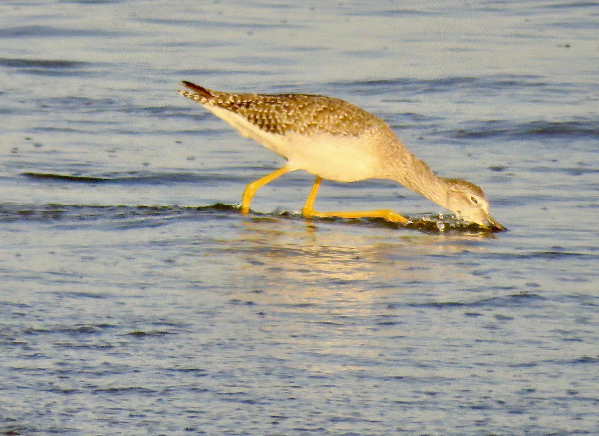 Greater Yellowlegs - ML609556638