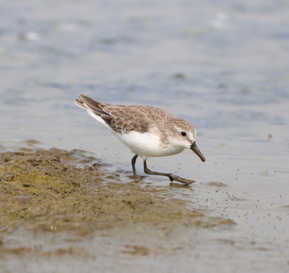 Semipalmated Sandpiper - ML609556639