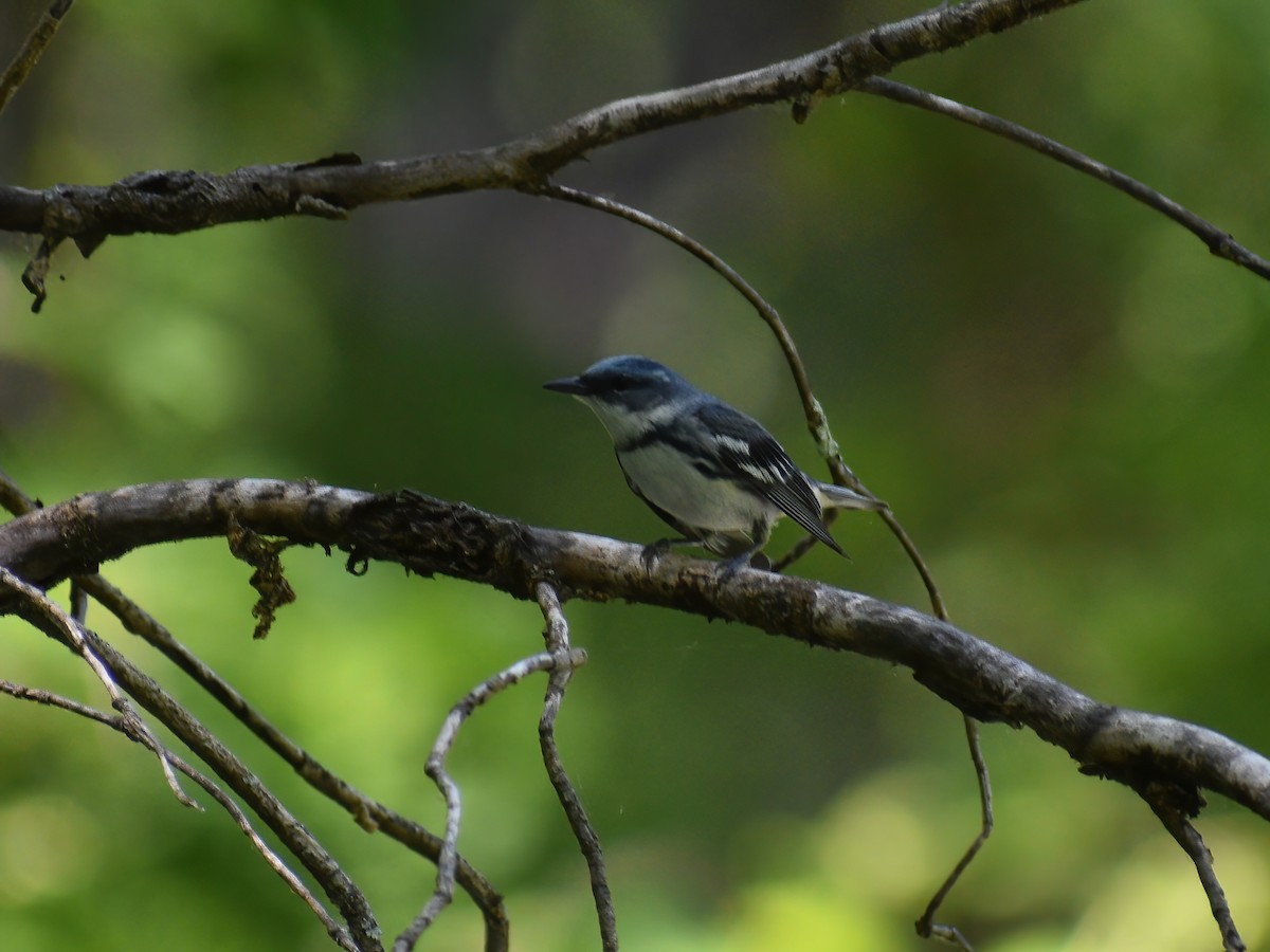 Blauwaldsänger - ML609556751