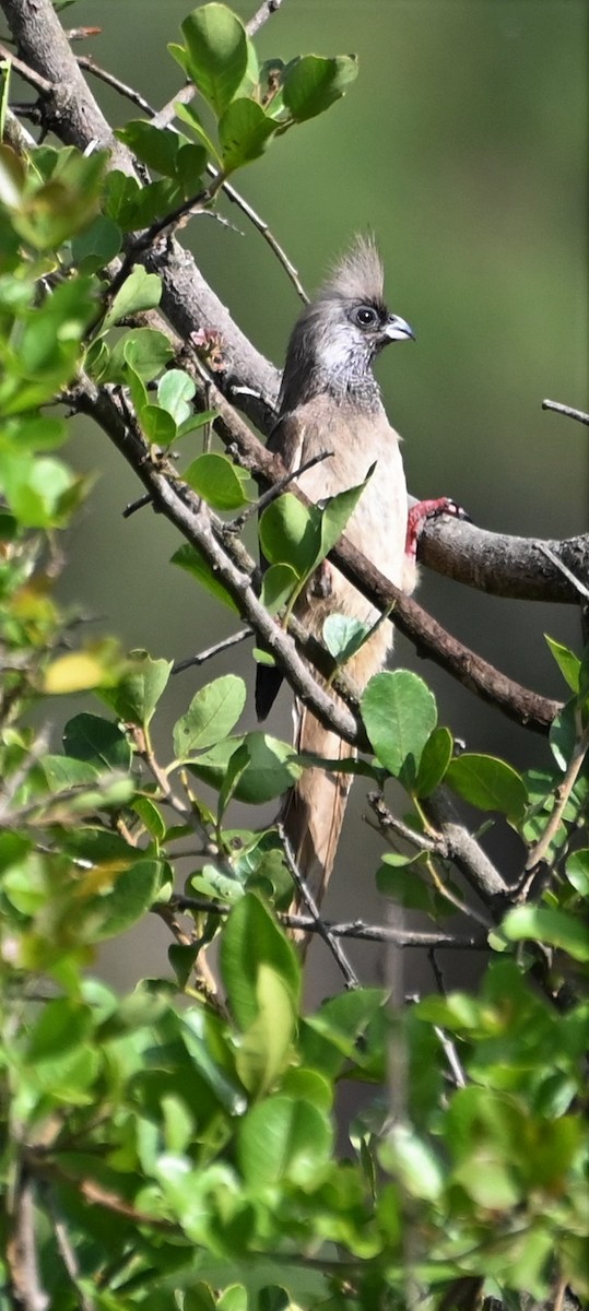 Speckled Mousebird - ML609556809