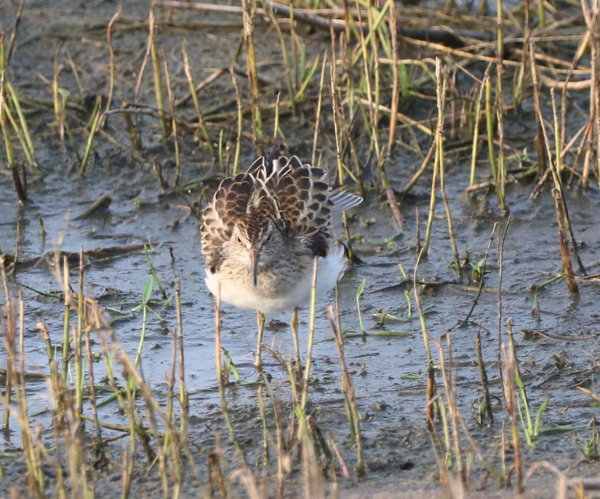 Pectoral Sandpiper - Glenn Blaser