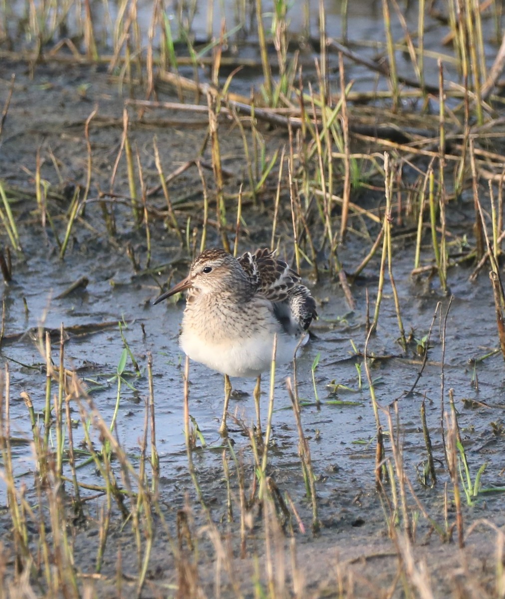 Pectoral Sandpiper - ML609556851