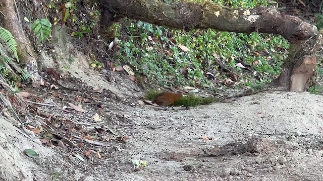 Equatorial Antpitta - ML609556929