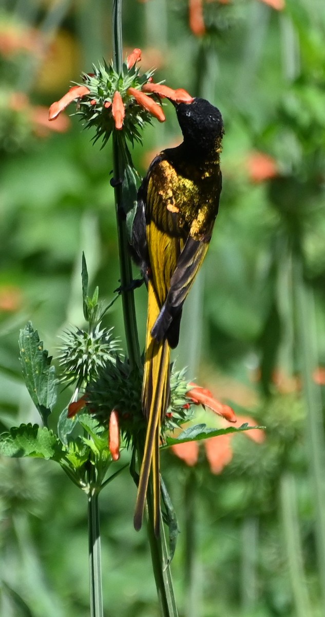 Golden-winged Sunbird - ML609556949