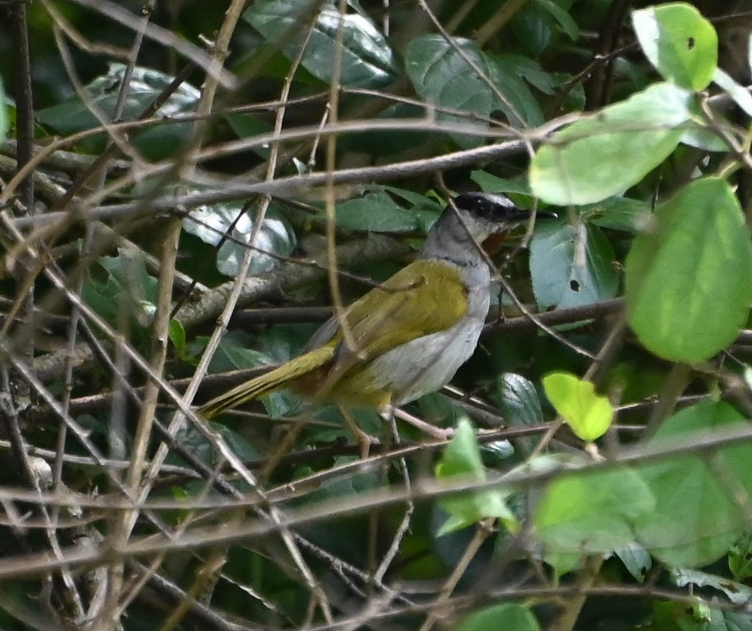 Gray-capped Warbler - ML609556974
