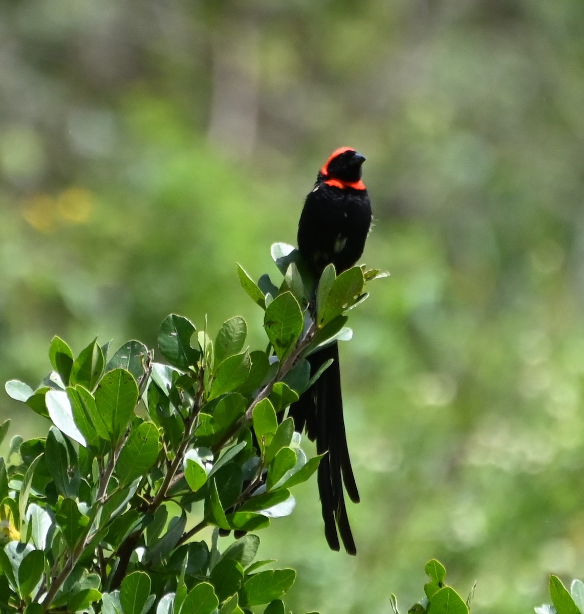 Red-cowled Widowbird - ML609557025