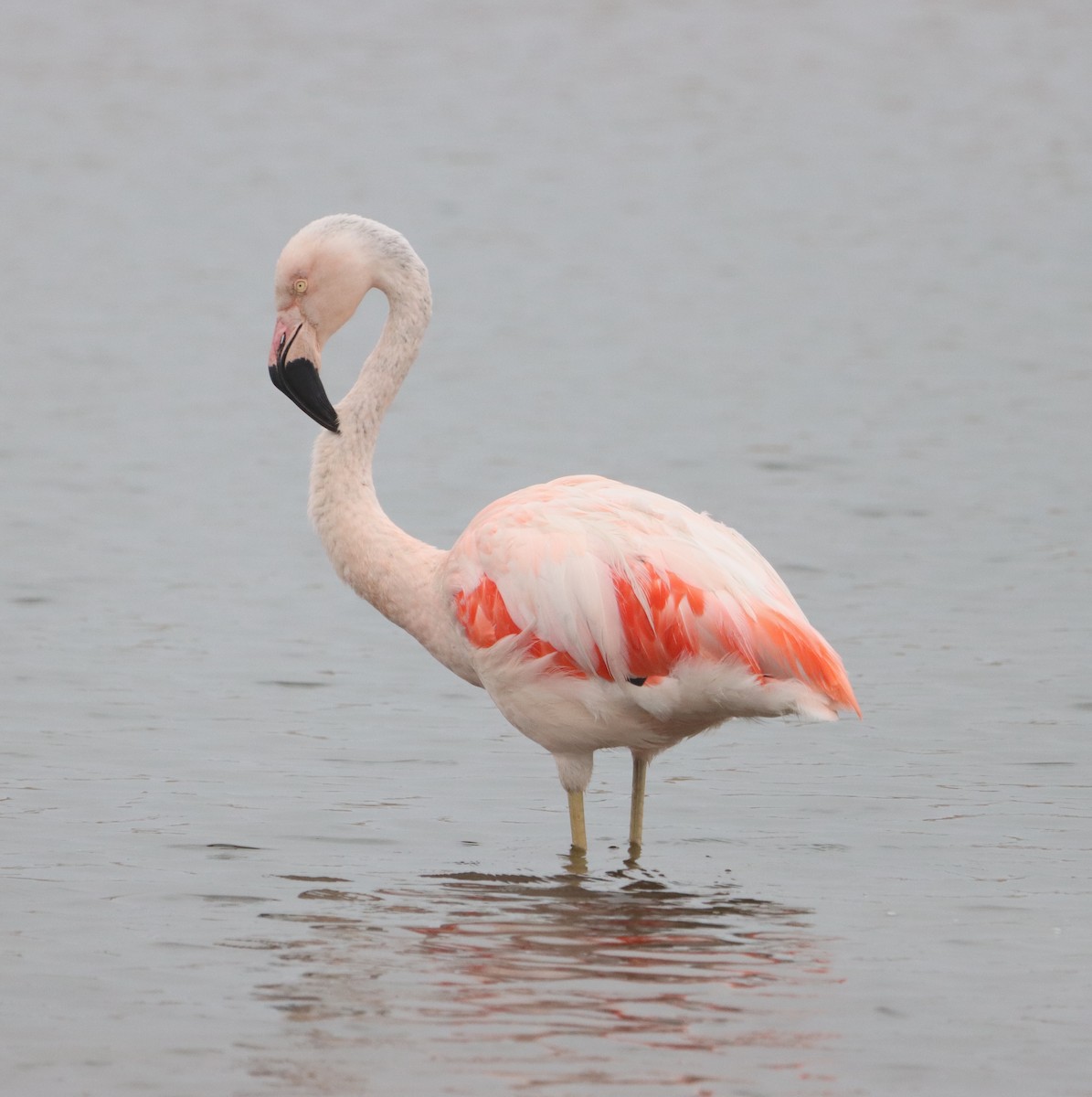 Chilean Flamingo - ML609557033
