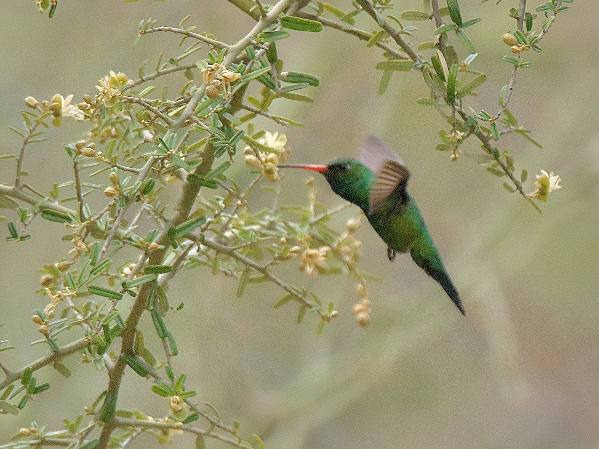 Glittering-bellied Emerald - ML609557045