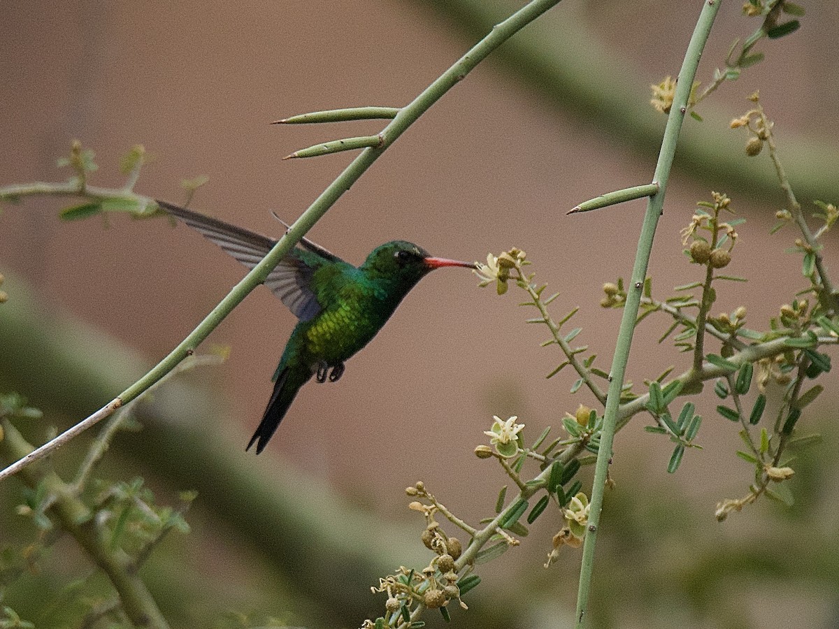 Glittering-bellied Emerald - ML609557046