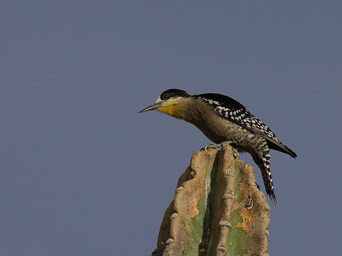 White-fronted Woodpecker - ML609557069