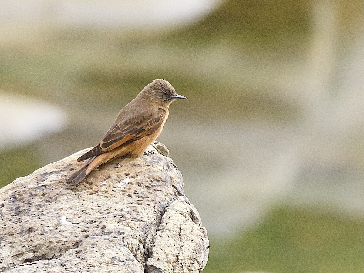 Cliff Flycatcher (Swallow) - ML609557135