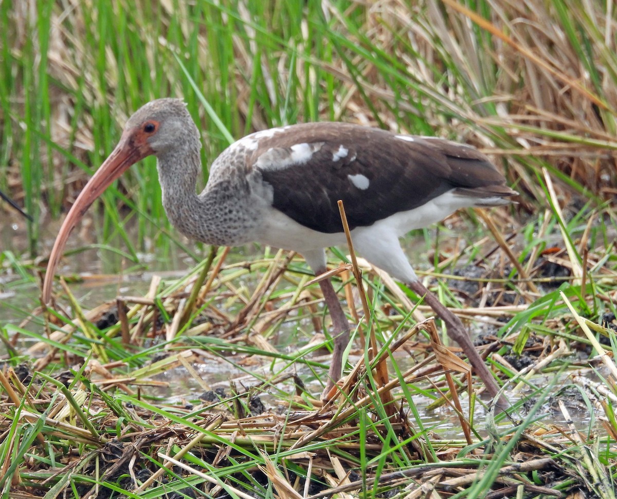 White Ibis - ML609557146