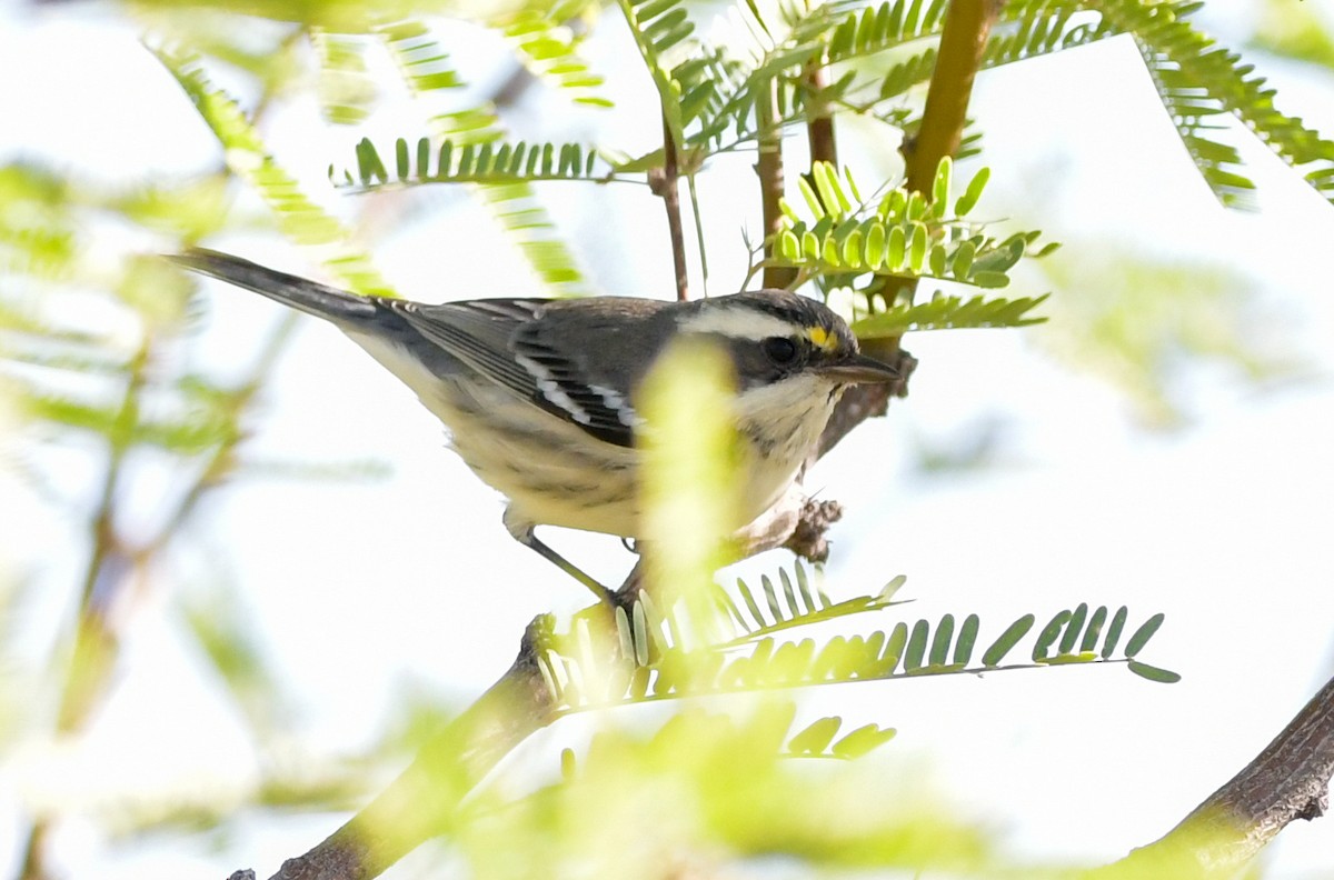 Black-throated Gray Warbler - ML609557148