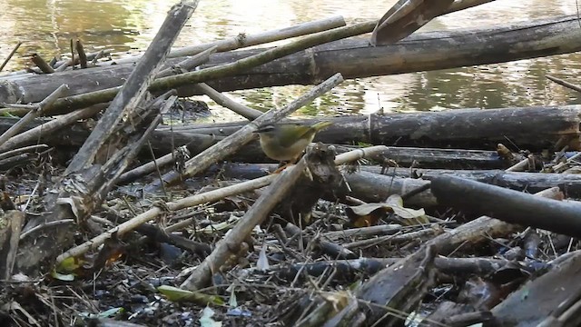 Riverbank Warbler - ML609557157