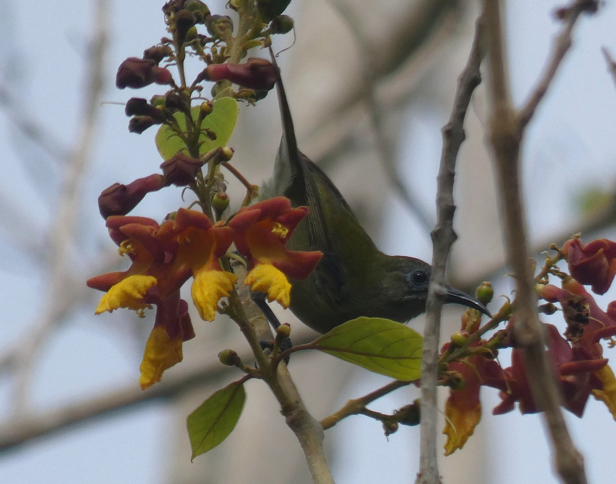 Sunda Honeyeater - River Ahlquist