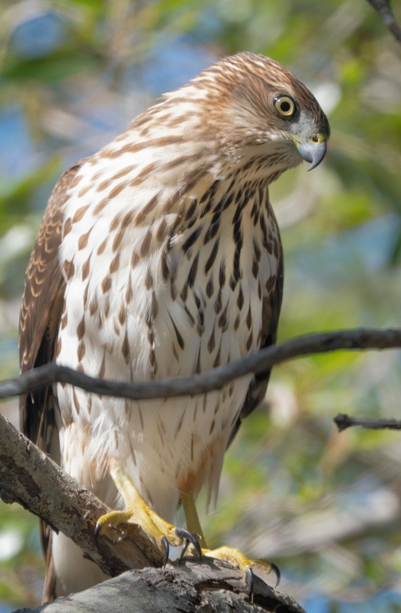 Cooper's Hawk - ML609557237