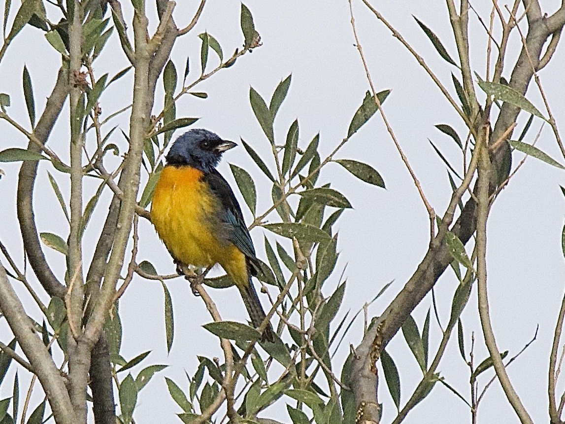 Blue-and-yellow Tanager (Blue-and-yellow) - ML609557256