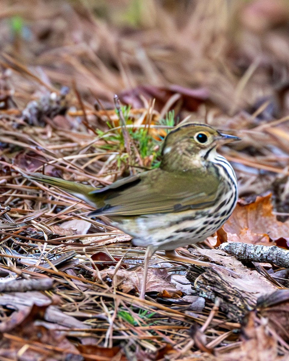 Ovenbird - ML609557262